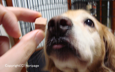 フィラリアの薬を食べる犬の写真.png