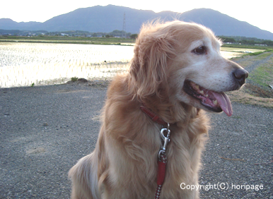 山と田んぼを背景に撮ったゴールデンレトリーバー犬の写真.png