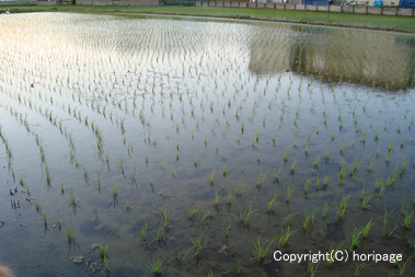 田植えが終わった稲の画像.png